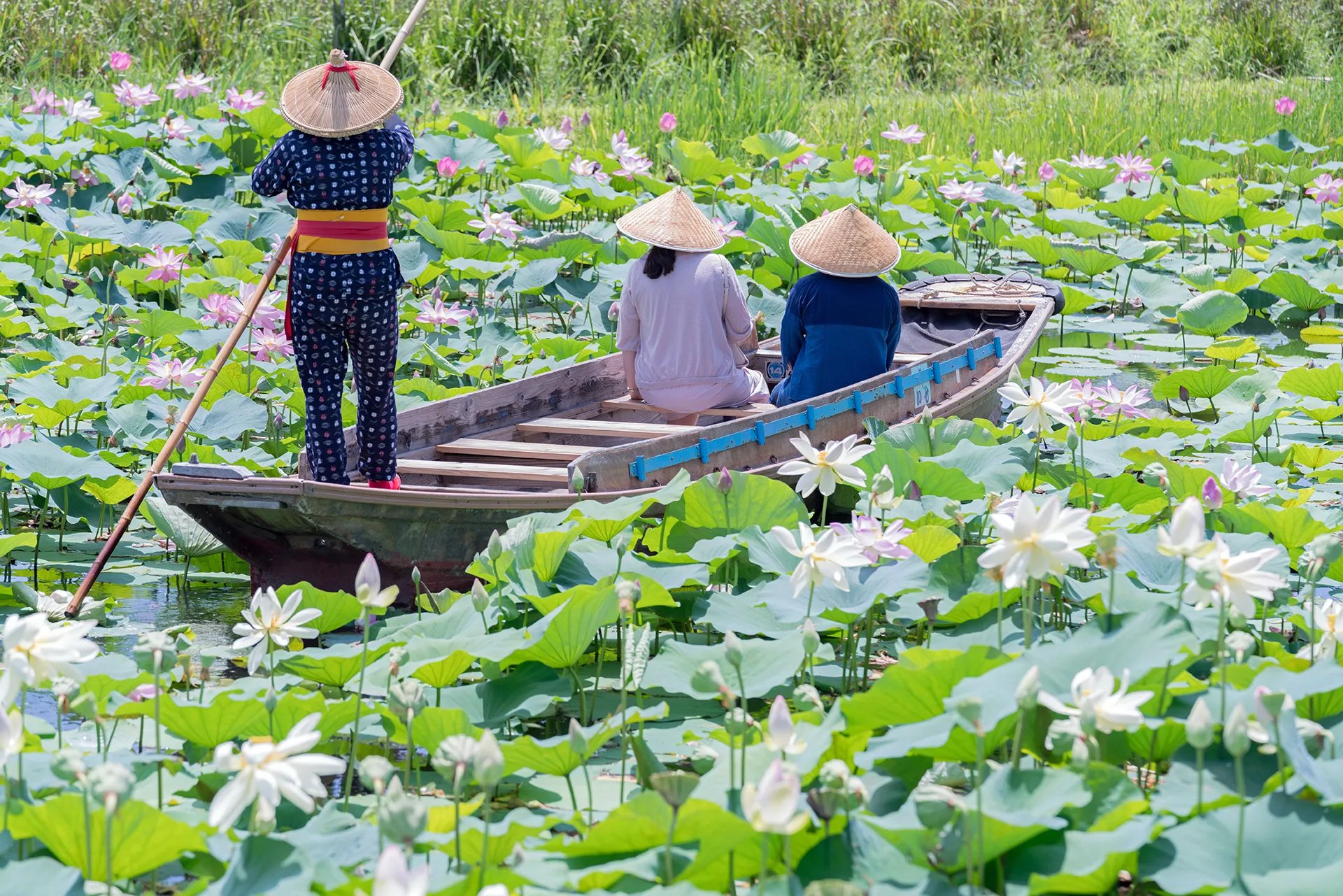 🌸 스이고 사와라 아야메 파크 이미지 7